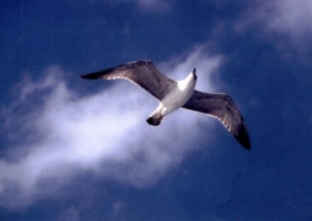 simurg.jpg