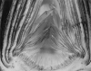 WESTON_ARTICHOKE.JPG
