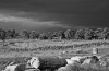 13_Memento-Ruins_and_Palm_Trees-013.jpg