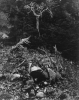 WESTON_POINT_LOBOS.JPG