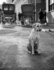 23_Memento-Lonely_Dog-023.jpg